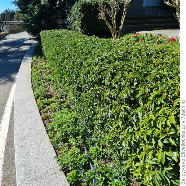 Фрагмент живой изгороди