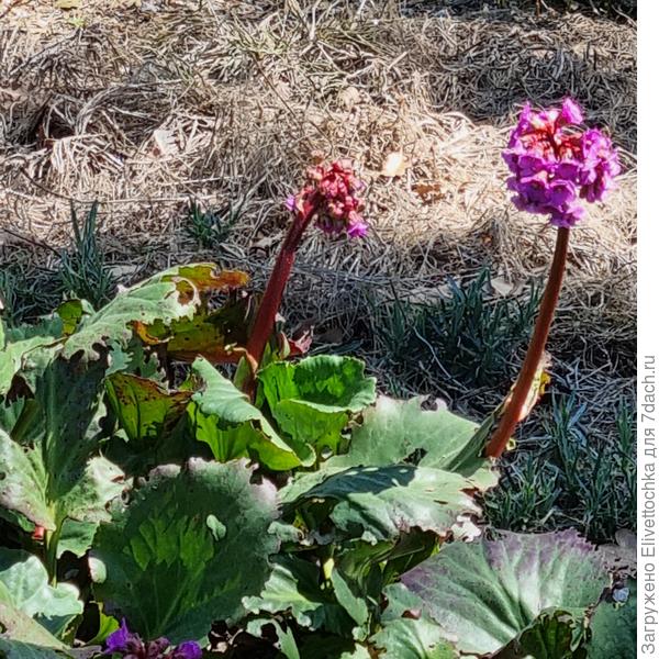 Цветки (розовые)