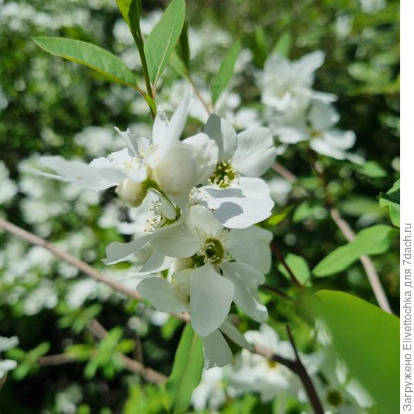 Цветки крупным планом