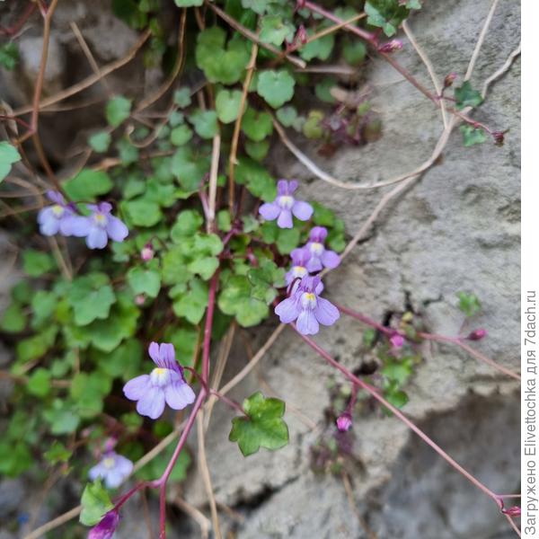 Цветки крупным планом