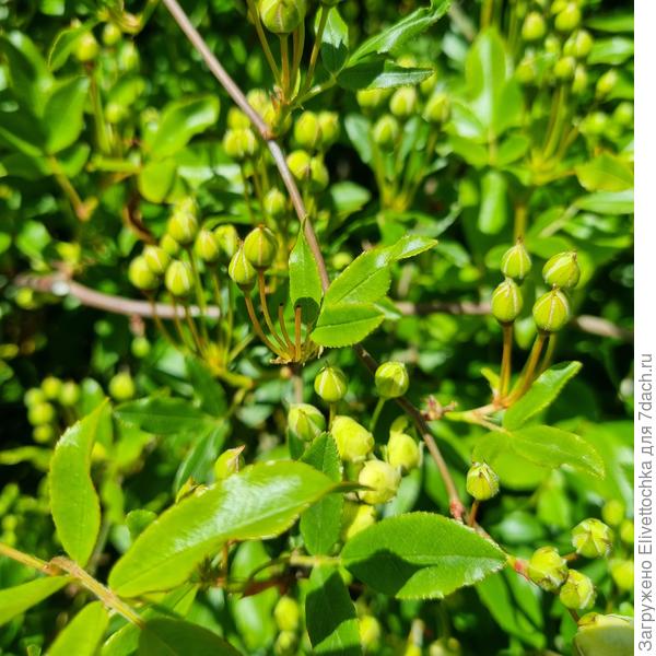 Ветви с бутонами