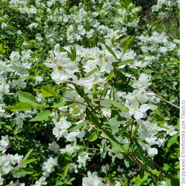 Ветка с цветами