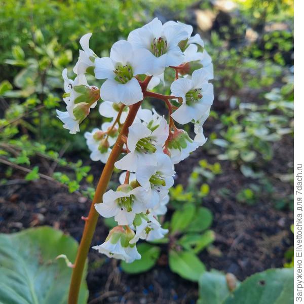 Цветки крупным планом (белые)