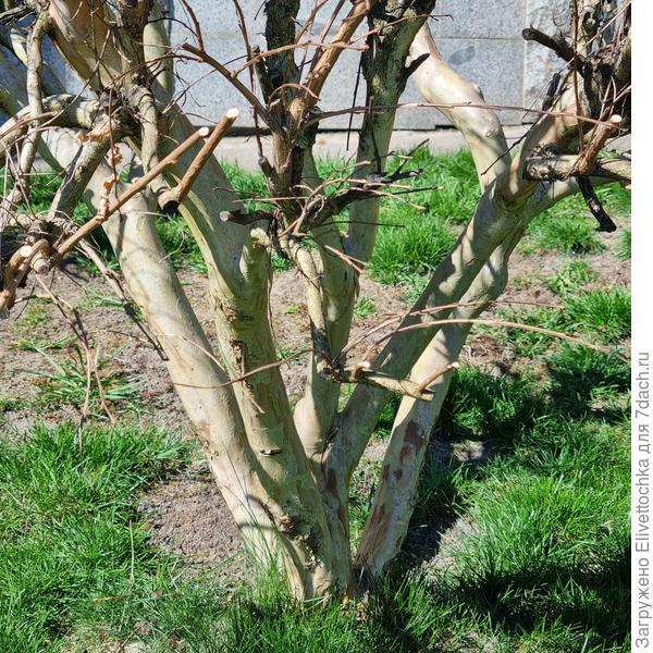 Ствол крупным планом