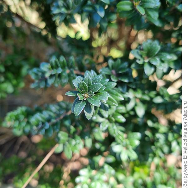 Листва крупным планом