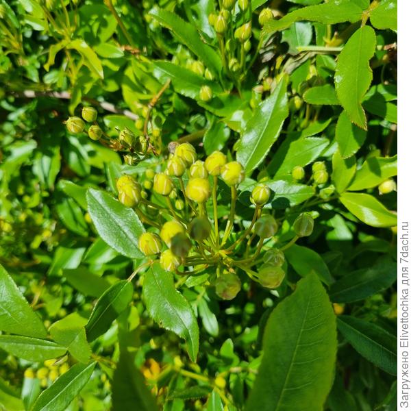 Бутон крупный план