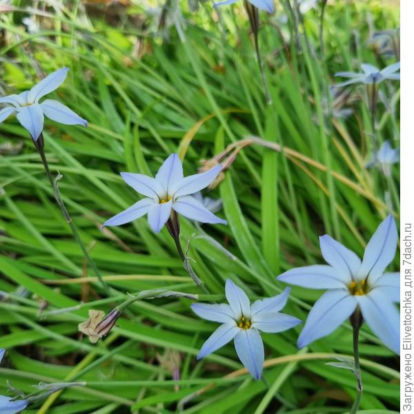 Цветок крупным планом