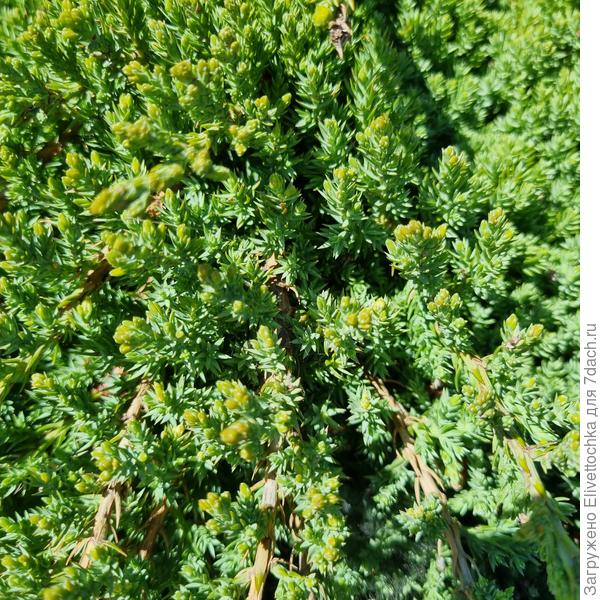 Хвоя крупным планом