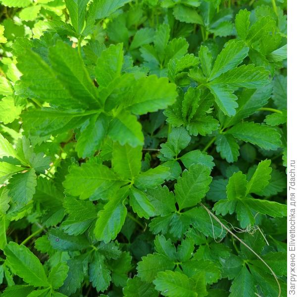 Листья крупным планом