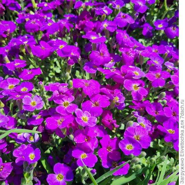 Цветы крупным планом