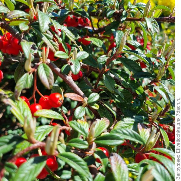 Листья и плоды крупным планом