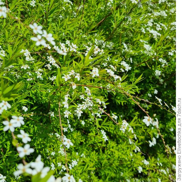 Общий вид с цветками