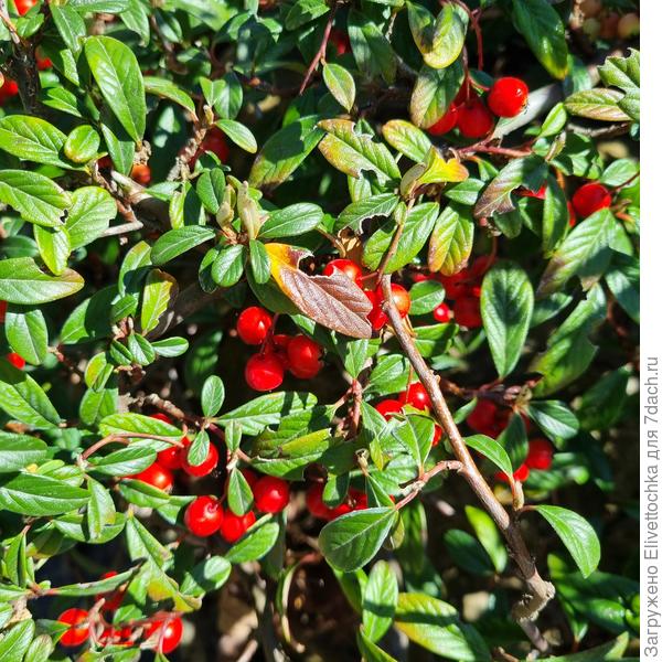 Крупный план