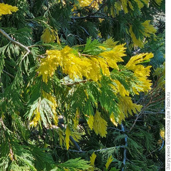 Окраска хвои крупным планом