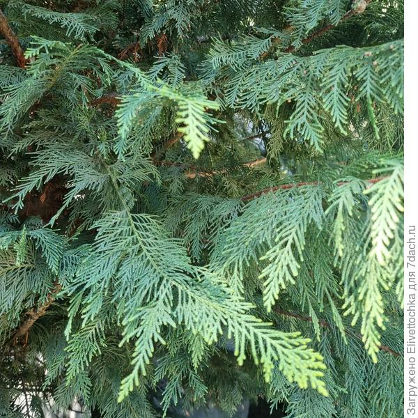 Хвоя крупным планом