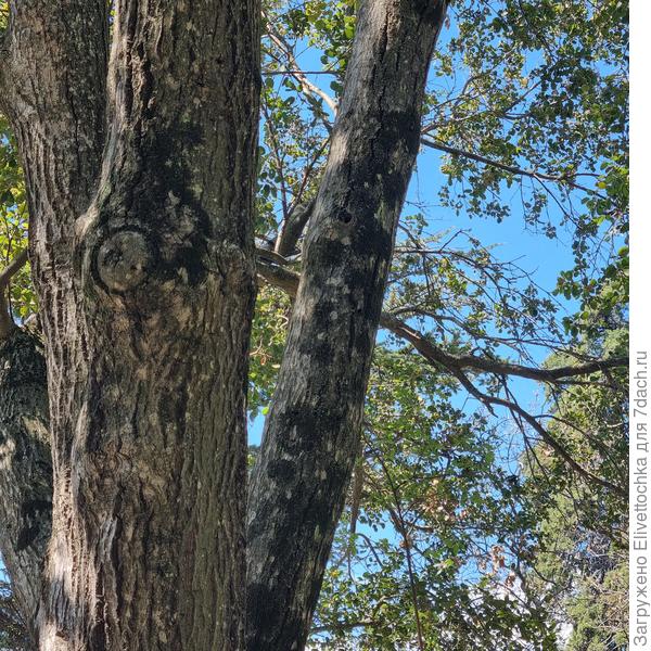 Ствол с корой