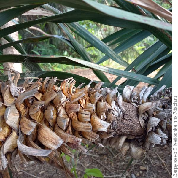 Ствол (крупный план)