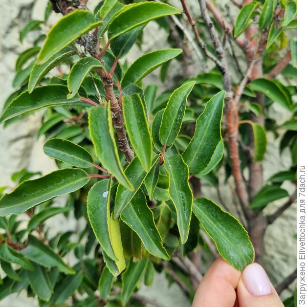 Листья (крупный план)