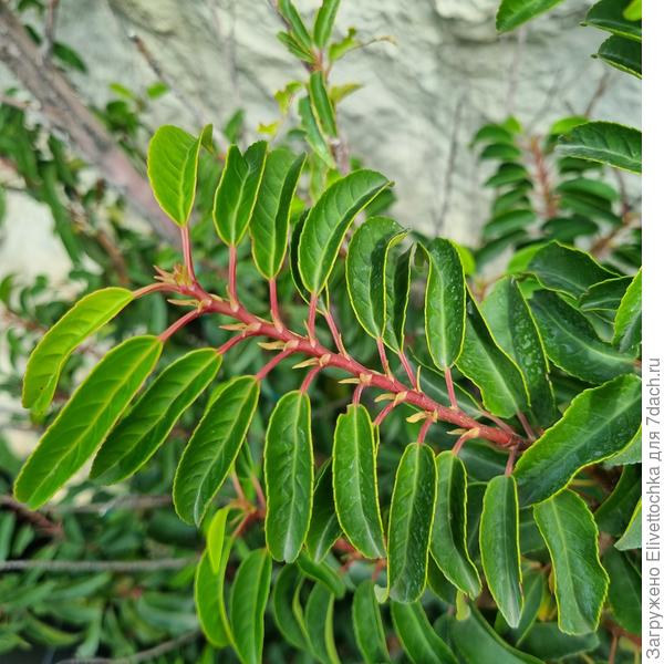 Побег (крупным планом)