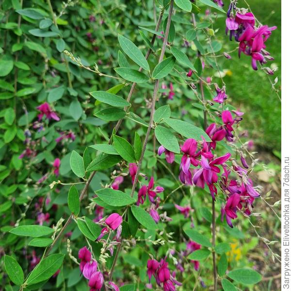 Цветки и листва (крупный план)