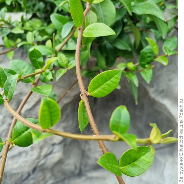 Листья (крупным планом)