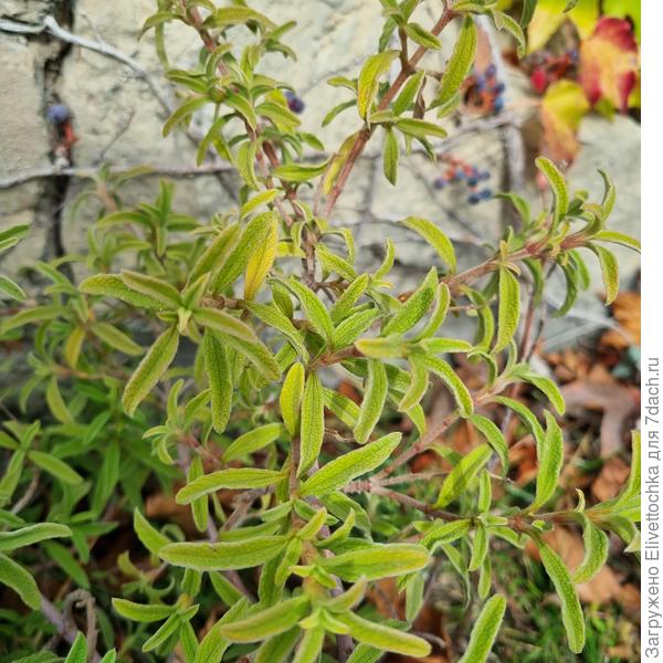 Побеги с листвой