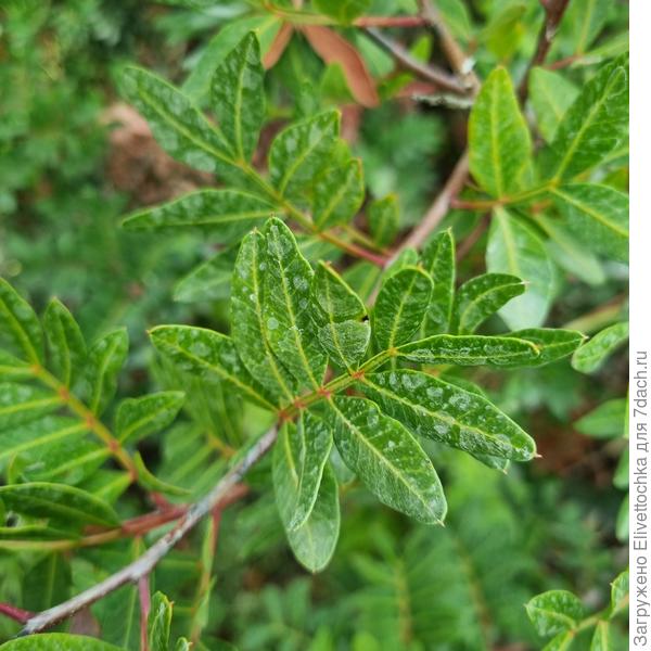 Листва крупный план