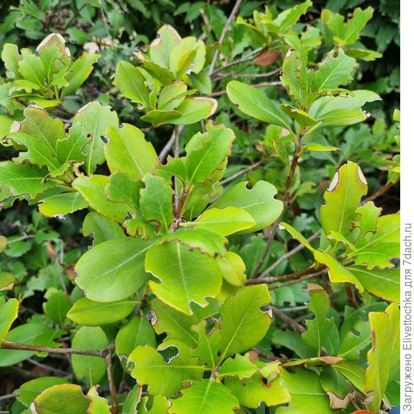 Листва крупный план