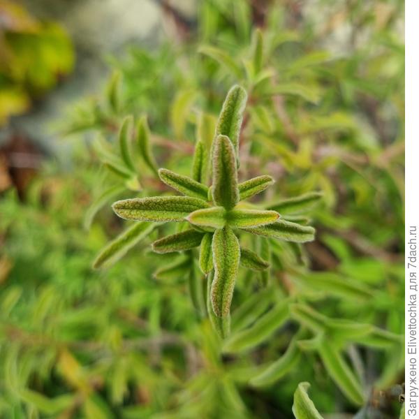 Листья (крупный план)