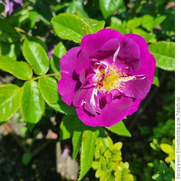 Цветок (крупным планом)