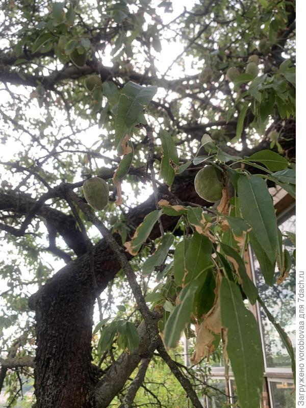 листья и плоды