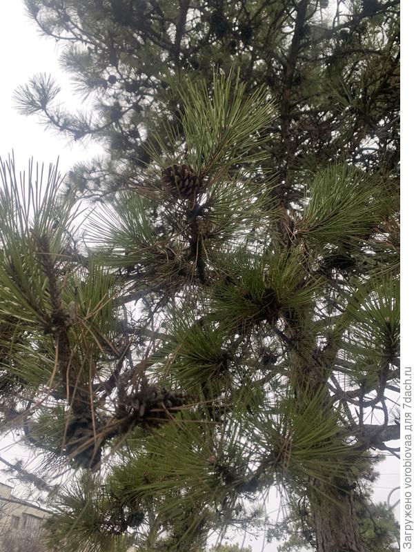 хвоя и шишки
