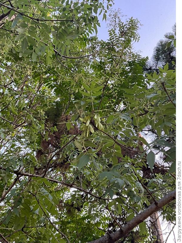 листья и плоды