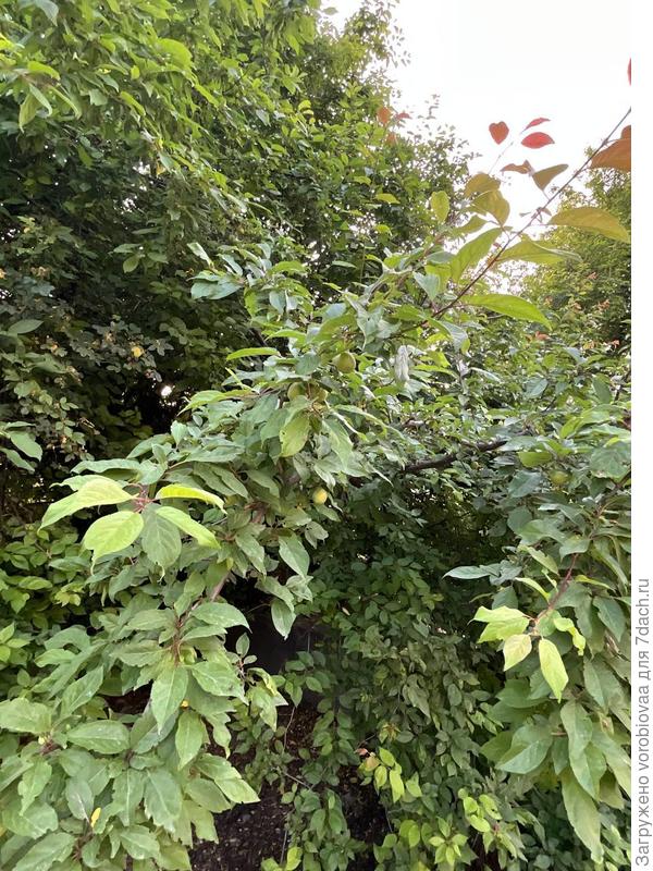 листья и плоды