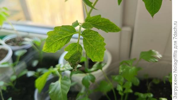 Листья томата