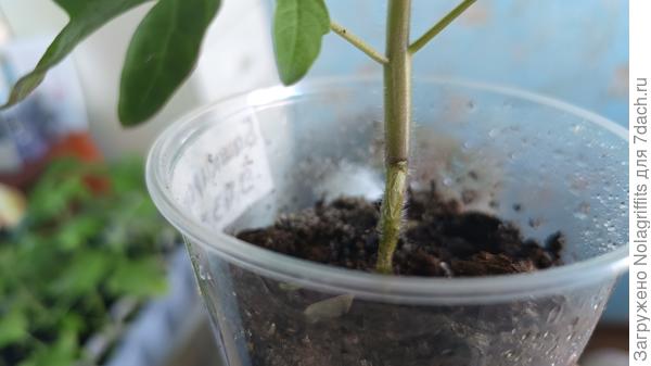 Стебель томата