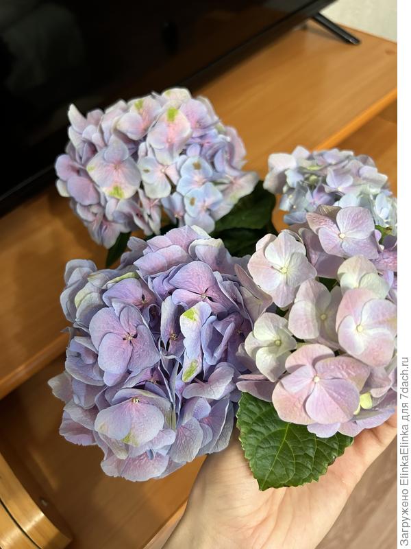 Вот так гортензия выглядела в день покупки