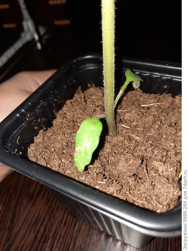 Семидоли тоже в таком же виде