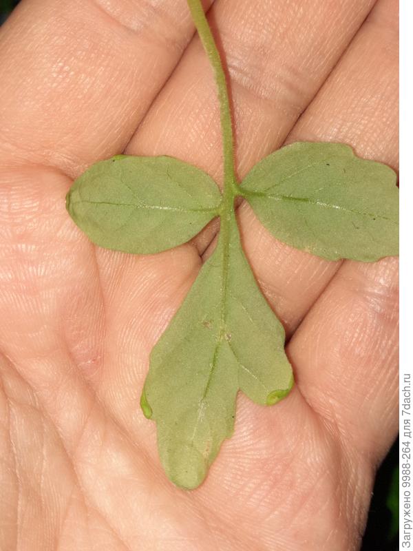 А тут как погрызы???