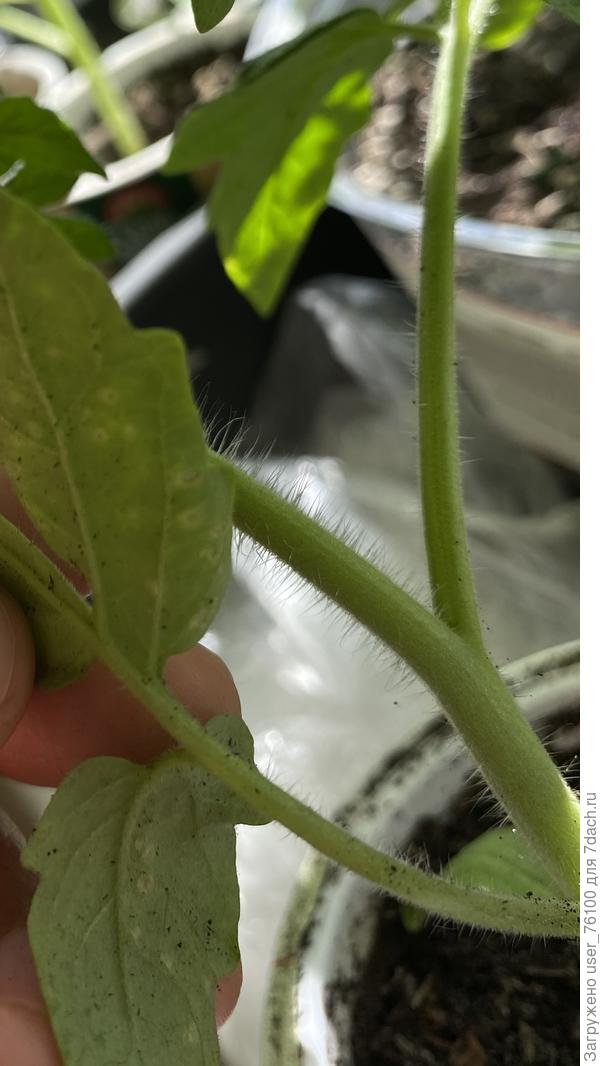 С обратной стороны листа