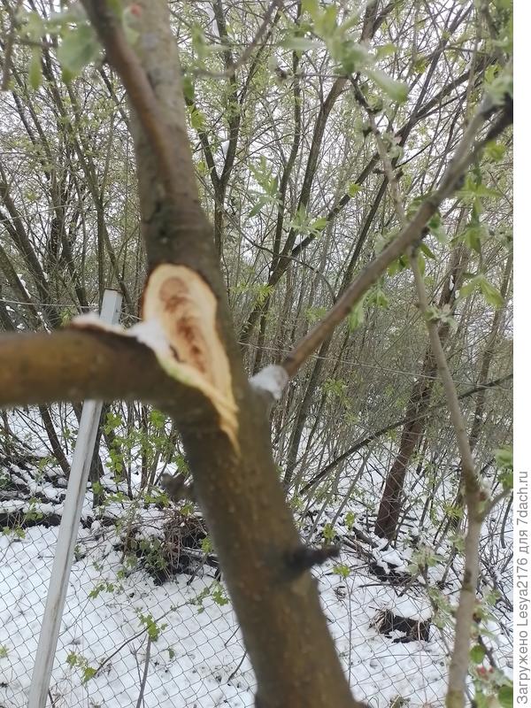 Это 2й полом  на первой яблони. Но первый самый критичный