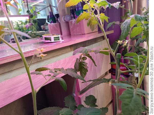 Есть несколько цветкоа