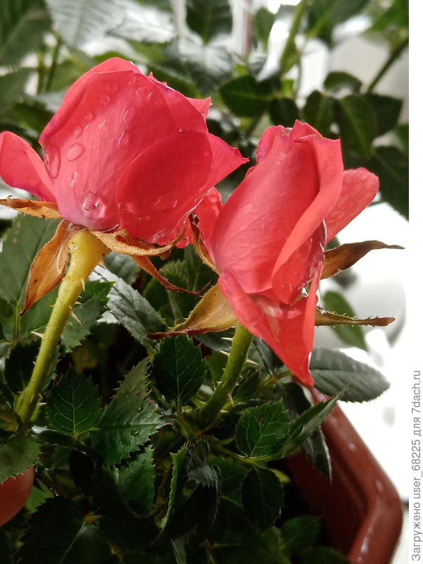 остальные зелёные