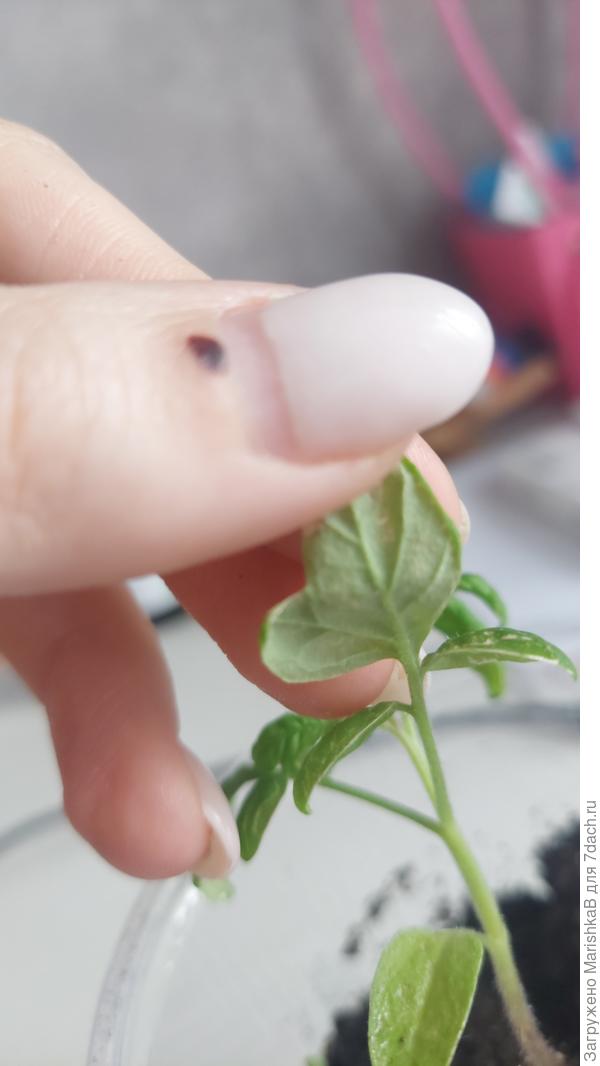 С обратной стороны листики чистенькие!