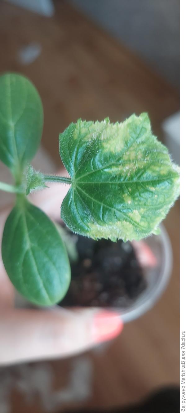 Пятнышки на первом и втором. Листе