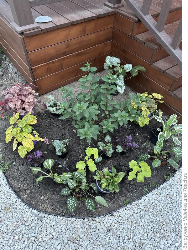 Короче у меня тут  гейзеры, брунеры, бадан, медуницы и хосты. Но вопрос именно по гейзерам. Какие из них лучше подойдут к этой клумбе? Тут их несколько цветов и я совсем не соображу какие оставить тут, а какие убрать.