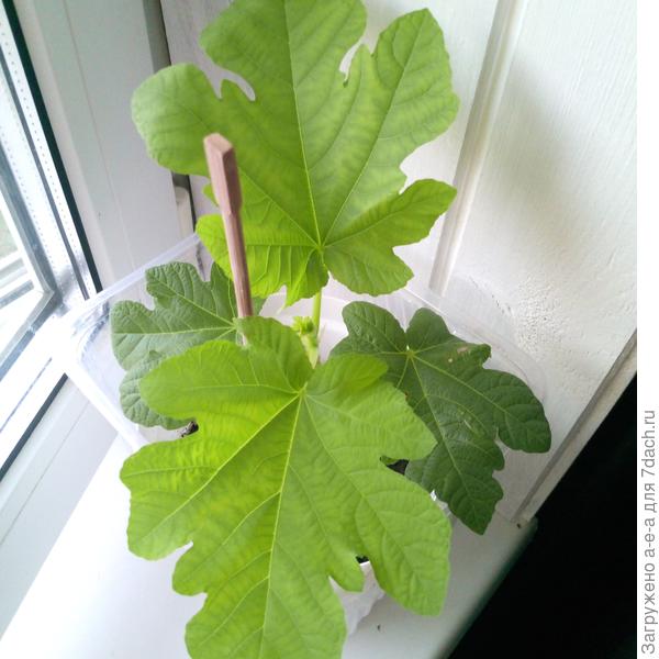 Чеенок другого инжира