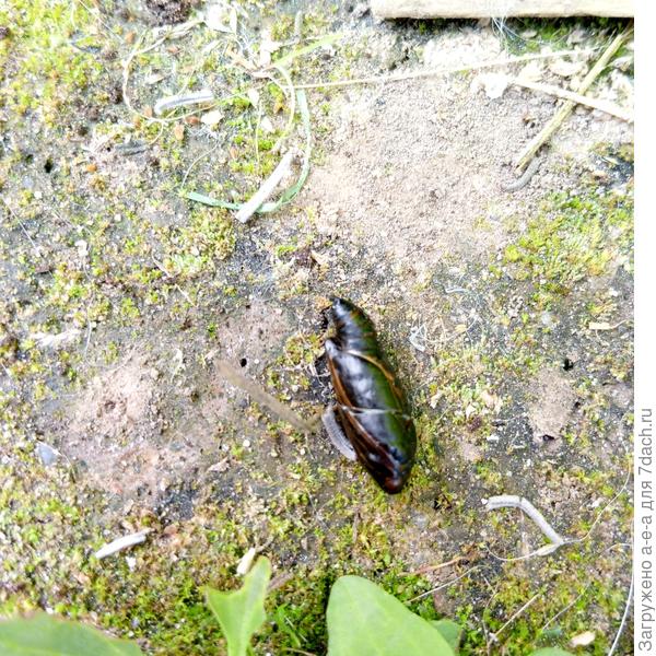 Было в горшке. Кокон, видимо