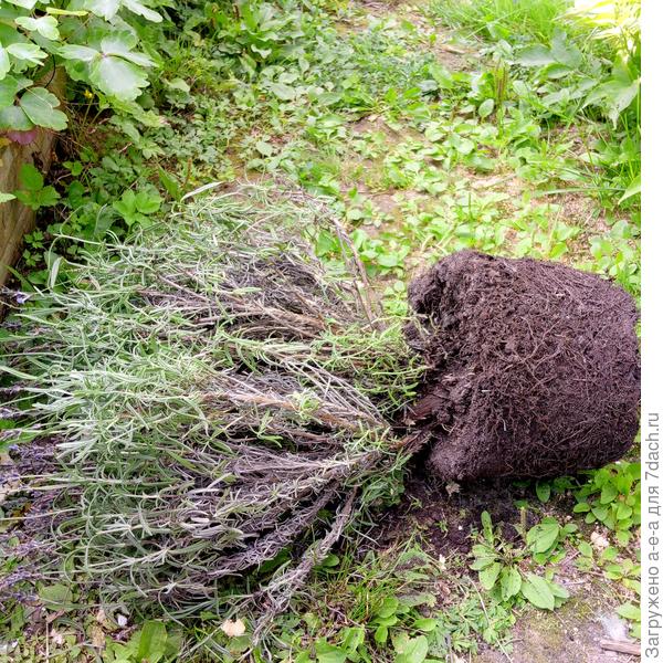 Куст лаванды