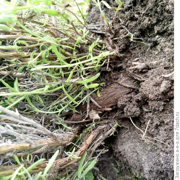 Стволы лаванды